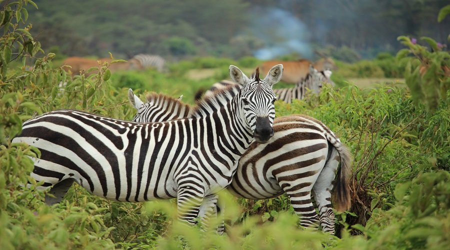 Most Popular National Parks for Safari in Africa